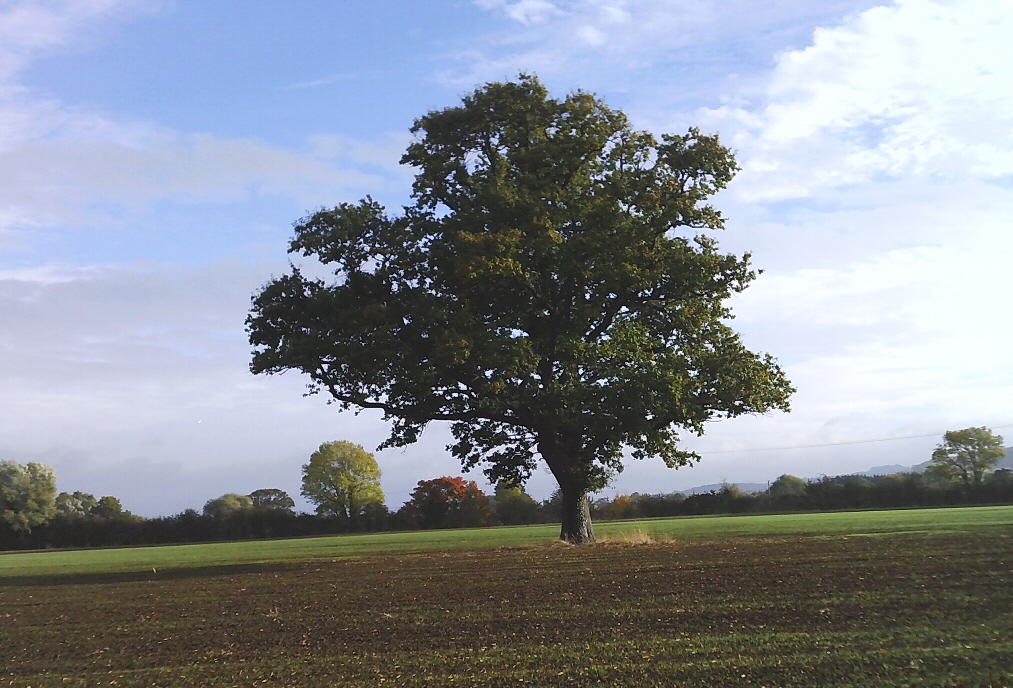 Oak tree in Willersey field